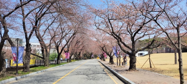 벚꽃축제로 유명한 순천향대 벚꽃길