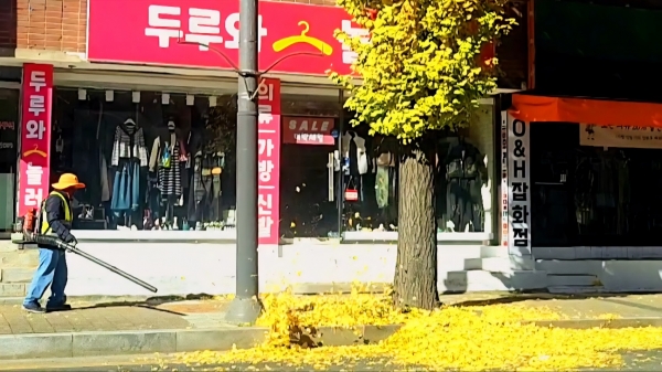 도심 가로수 은행잎 처리하기 (사진출처 - 임가혜)