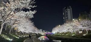 “봄바람 휘날리며” 천안 원성천 벚꽃길 야간 명소로 인기